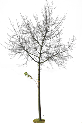 Tree_no_leaveswithalpha