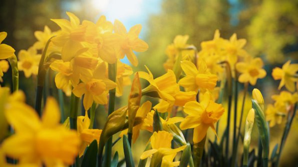 Timelapse Spring is coming