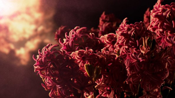 Timelapse krokus rising