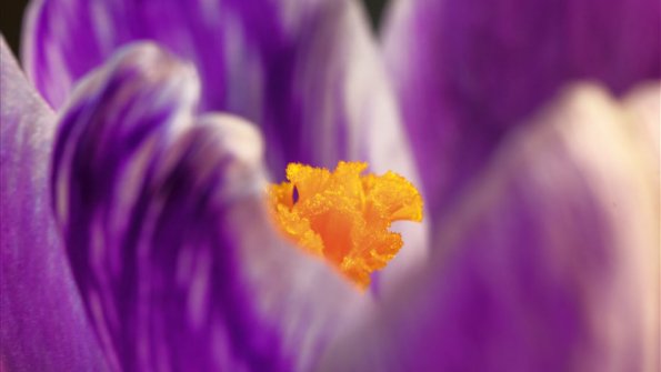 Timelapse close up macro magenta flower