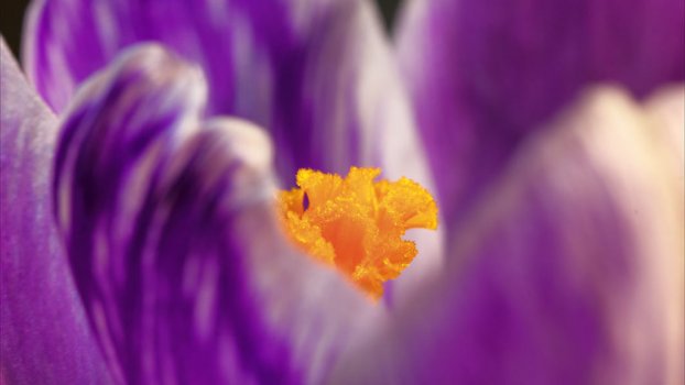 Timelapse close up macro magenta flower