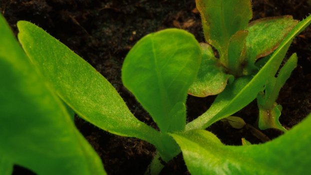 Timelapse lettuce growing