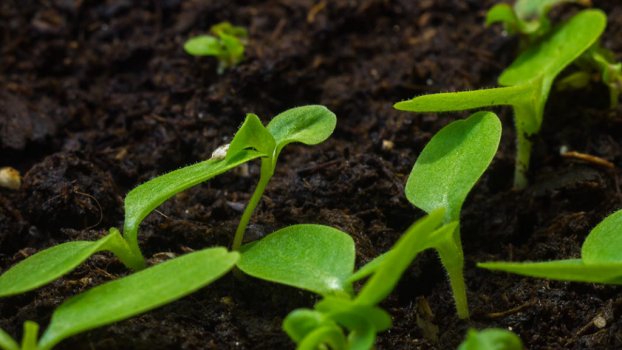 Timelapse lettuce growing in spring II