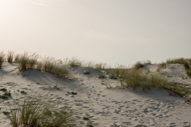 OpenfootageNET_reference_dunes (3 von 9)