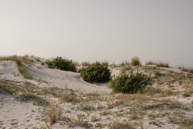 OpenfootageNET_reference_dunes (4 von 9)