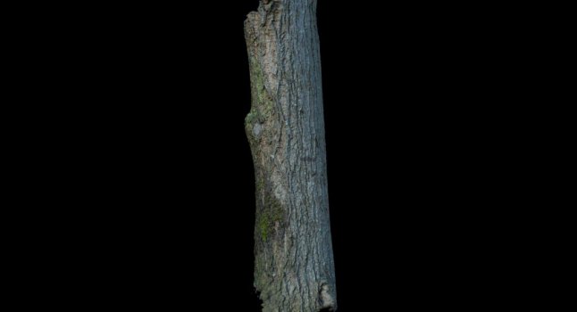 3dscan tree bark
