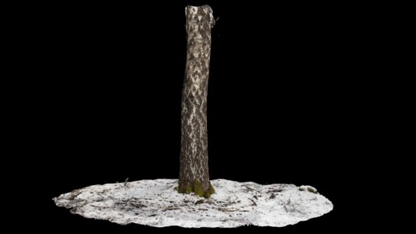 Asset Tree snow - winter ground