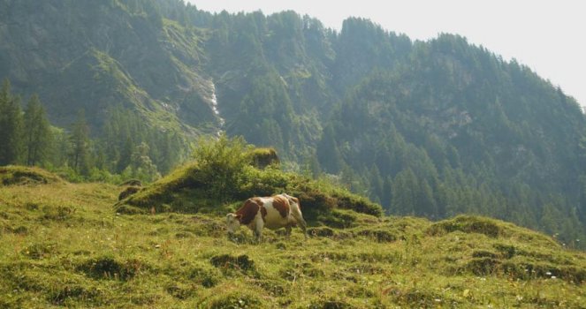 Cow in front of mountains