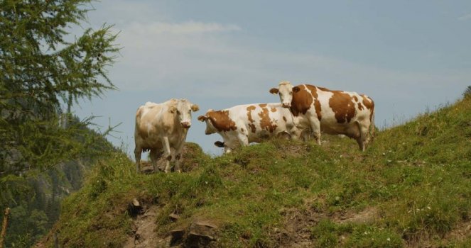 Three cows at the alp in Austria