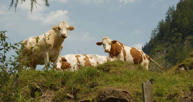 Three cows at the alp in Austria close