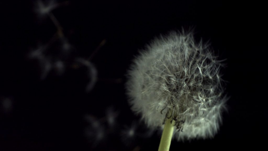 Slowmotion dandelion blown away