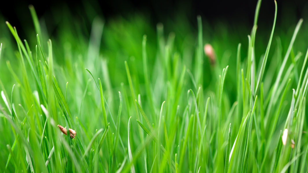 Timelapse growing grass close up | Openfootage