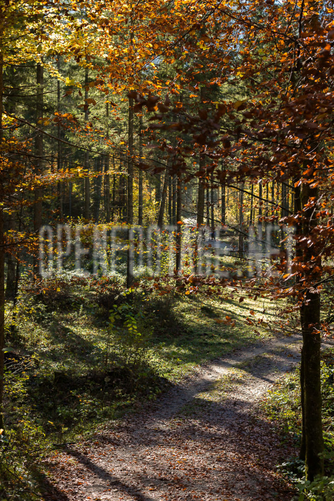 Photo set autumn forrest mountains | Openfootage